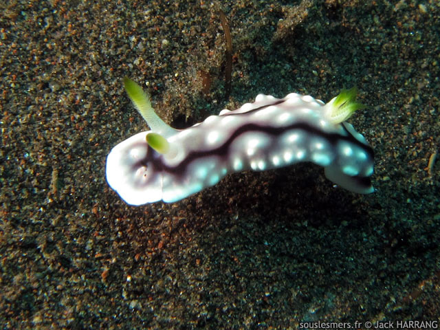 Goniobranchus geometricus - chromodoris géométrique Goniobranchus geometricus - chromodoris géométrique