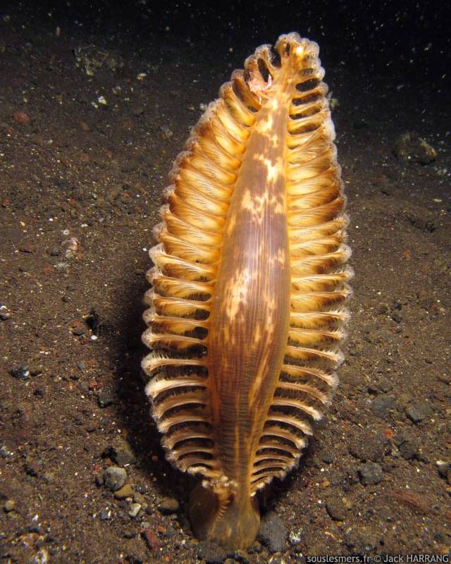Pteroeides sp. - grosse plume de mer Pteroeides sp. - grosse plume de mer