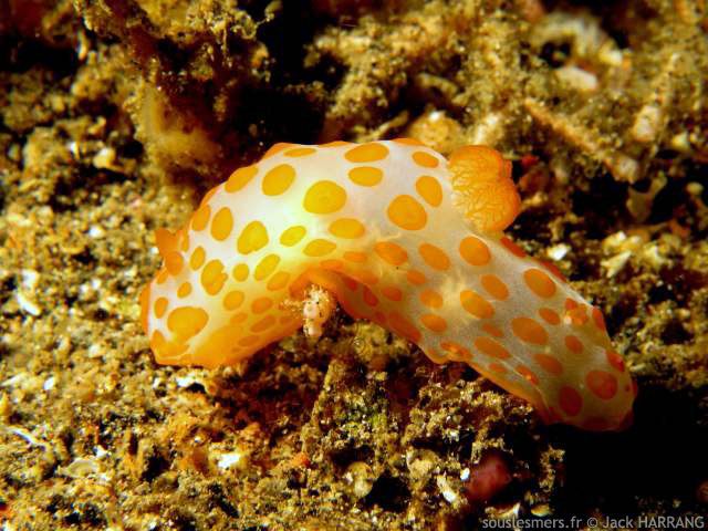 Gymnodoris impudica - gymnodoris à papilles orangées Gymnodoris impudica - gymnodoris à papilles orangées
