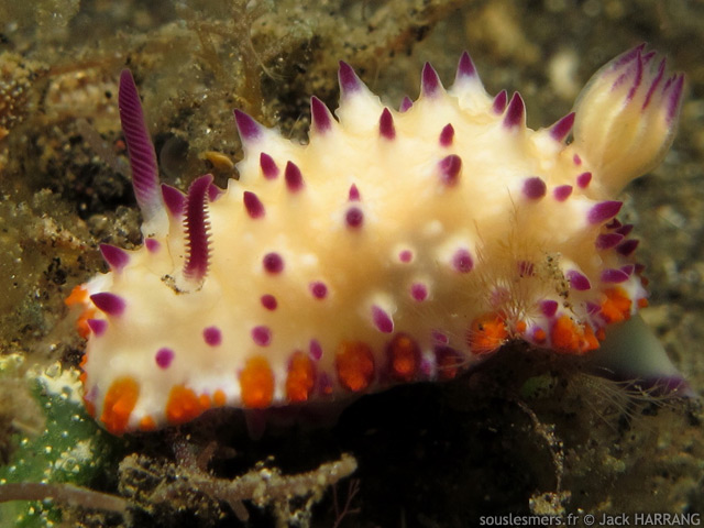 Mexichromis multituberculata - mexichromis à papilles pourpres Mexichromis multituberculata - mexichromis à papilles pourpres