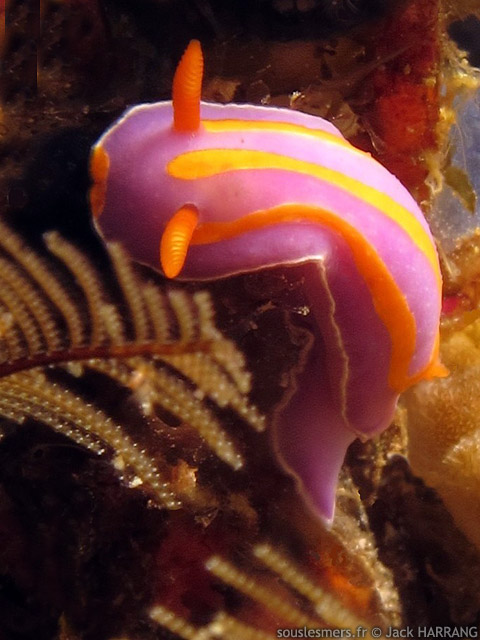 Mexichromis trilineata - doris mauve à trois lignes Mexichromis trilineata - doris mauve à trois lignes