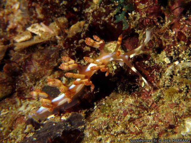 Flabellina bilas - flabelline décorée Flabellina bilas - flabelline décorée