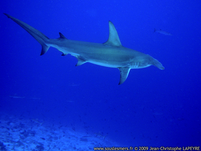 Sphyrna mokarran - grand requin marteau Sphyrna mokarran - grand requin marteau
