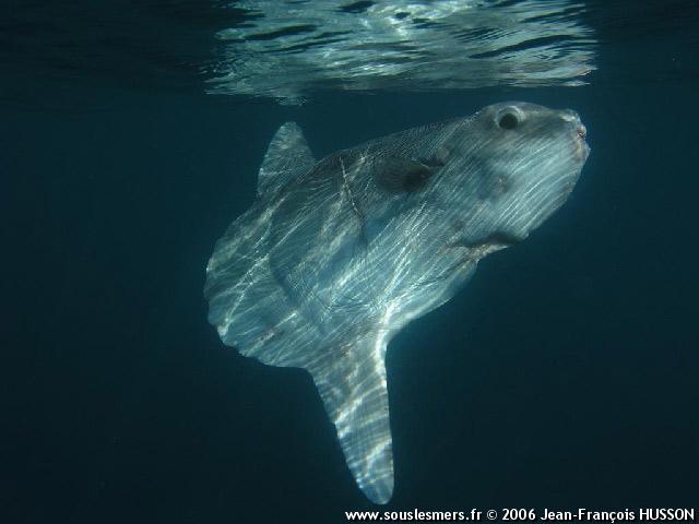 Mola mola - poisson lune Mola mola - poisson lune