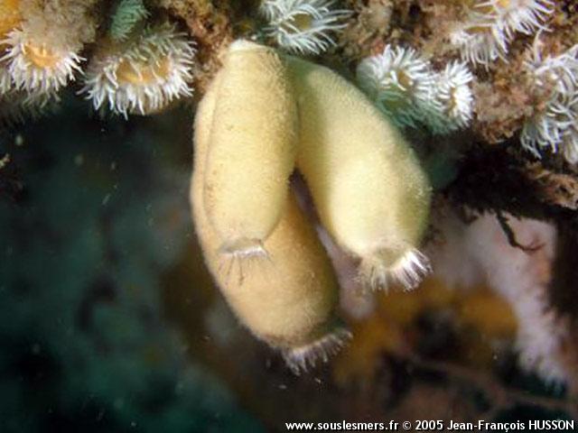 Sycon ciliatum - sycon Sycon ciliatum - sycon