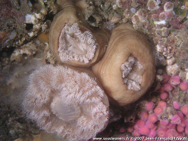 Metridium senile - oeillet de mer Metridium senile - oeillet de mer