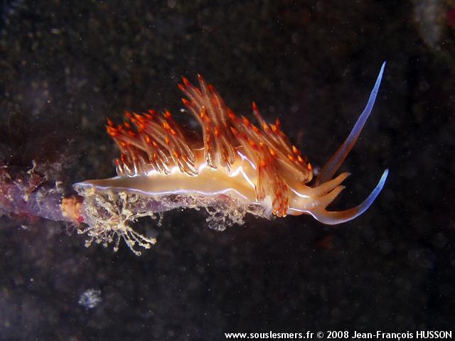 Dondice banyulensis - godive orange Dondice banyulensis - godive orange