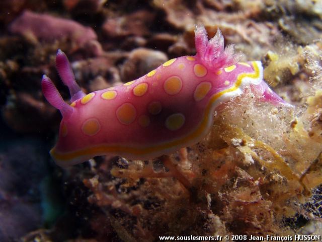Chromodoris luteorosa - doris tachetée Chromodoris luteorosa - doris tachetée