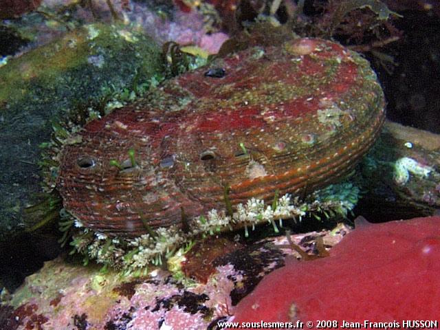 Haliotis lamellosa - ormeau Haliotis lamellosa - ormeau