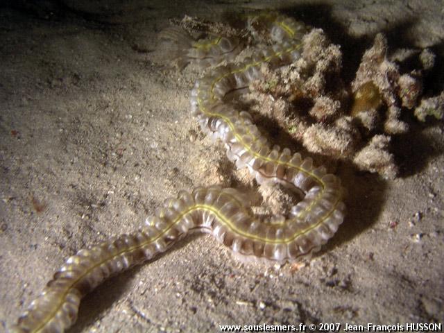 Euapta godeffroyi - holothurie serpent collante Euapta godeffroyi - holothurie serpent collante