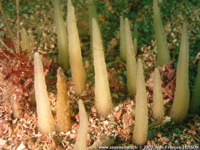 Ciocalypta penicillus - éponge pinceau Ciocalypta penicillus - éponge pinceau