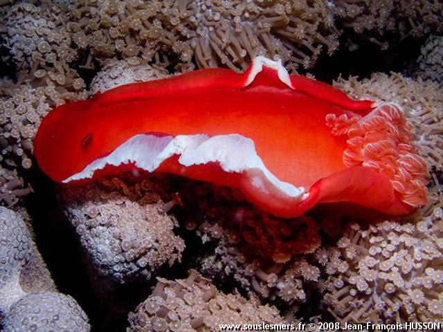 Hexabranchus sanguineus - danseuse espagnole Hexabranchus sanguineus - danseuse espagnole
