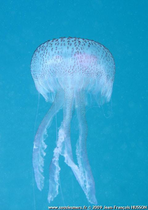 Pelagia noctiluca - pélagie Pelagia noctiluca - pélagie