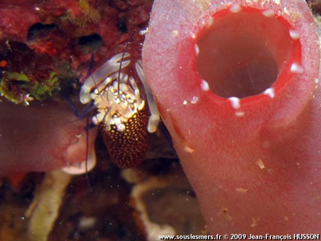 Gnathophyllum elegans - crevette drimo Gnathophyllum elegans - crevette drimo