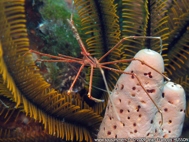 Stenorhynchus seticornis - araignée de mer rayée nez pointu Stenorhynchus seticornis - araignée de mer rayée nez pointu