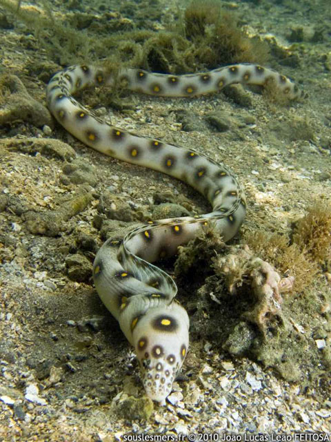 Myrichthys ocellatus - serpentine ocellée Myrichthys ocellatus - serpentine ocellée