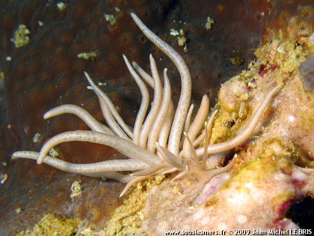Phyllodesmium briareum - limace dragon Phyllodesmium briareum - limace dragon