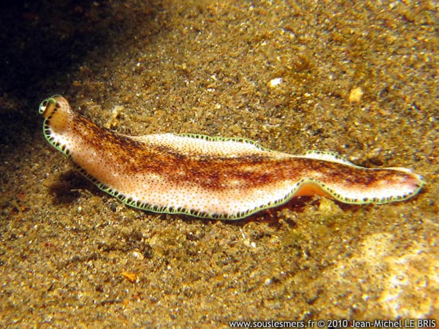 Pseudoceros leptostichus - ver plat à points Pseudoceros leptostichus - ver plat à points