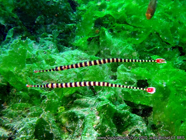Doryrhamphus dactyliophorus - poisson-aiguille à bandes Doryrhamphus dactyliophorus - poisson-aiguille à bandes