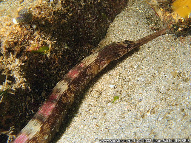 Syngnathus acus - grand syngnathe Syngnathus acus - grand syngnathe
