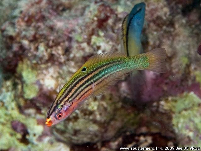 Minilabrus striatus - labre minuscule Minilabrus striatus - labre minuscule