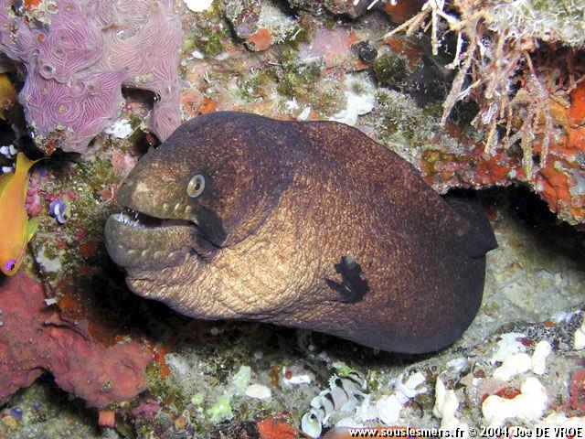 Gymnothorax breedeni - murène masquée Gymnothorax breedeni - murène masquée