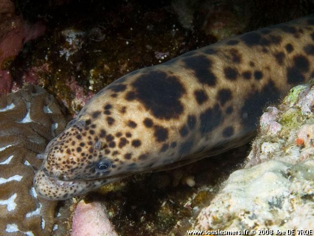 Scuticaria tigrina - murène tigrée Scuticaria tigrina - murène tigrée