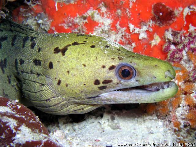 Gymnothorax fimbriatus - murène frangée Gymnothorax fimbriatus - murène frangée