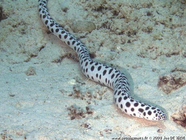 Myrichthys maculosus - serpentine à pois Myrichthys maculosus - serpentine à pois