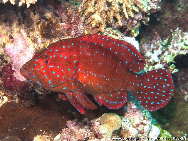Cephalopholis oligosticta - vieille de la mer Rouge Cephalopholis oligosticta - vieille de la mer Rouge