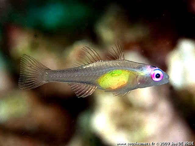 Bryaninops natans - gobie nain voltigeur Bryaninops natans - gobie nain voltigeur