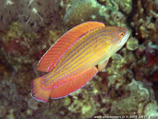 Paracheilinus octotaenia - labre nain de la mer Rouge à huit lignes Paracheilinus octotaenia - labre nain de la mer Rouge à huit lignes