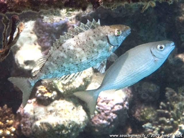 Siganus rivulatus - poisson-lapin à vente strié Siganus rivulatus - poisson-lapin à vente strié