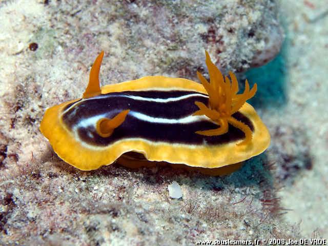 Chromodoris africana - chromodoris africain Chromodoris africana - chromodoris africain