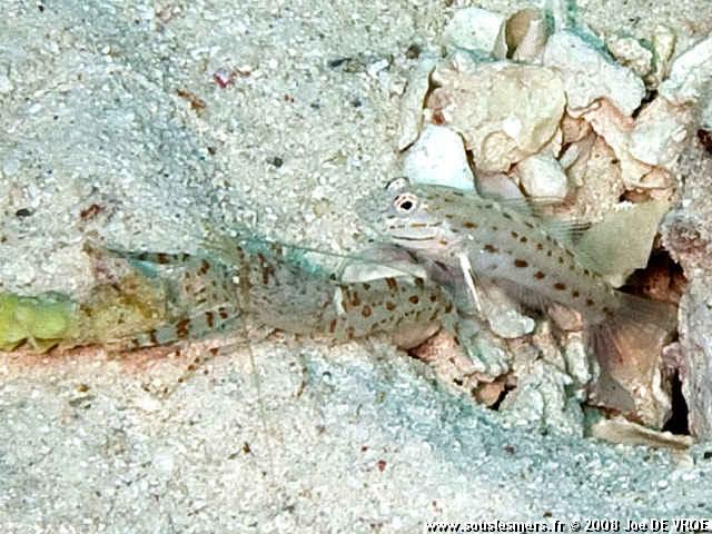 Ctenogobiops maculosus - gobie de mer Rouge Ctenogobiops maculosus - gobie de mer Rouge