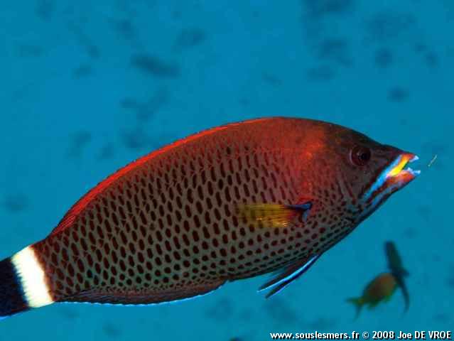Pseudodax moluccanus - labre des Moluques Pseudodax moluccanus - labre des Moluques