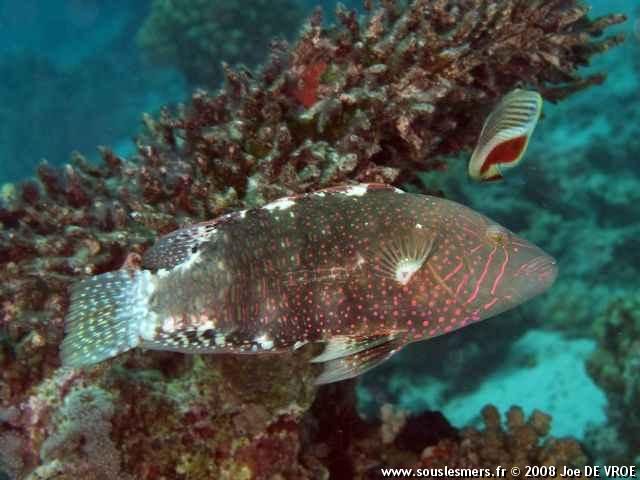 Cheilinus abudjubbe - labre d'Abudjubbe Cheilinus abudjubbe - labre d'Abudjubbe