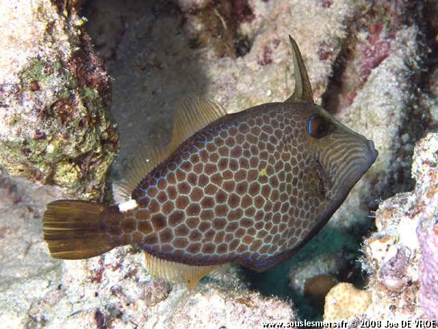 Cantherhines pardalis - poisson-lime panthère Cantherhines pardalis - poisson-lime panthère