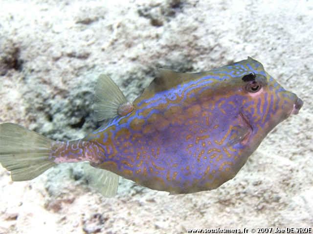 Tetrosomus gibbosus - poisson-coffre pyramide Tetrosomus gibbosus - poisson-coffre pyramide