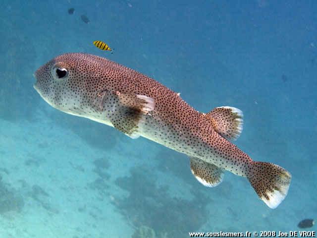 Diodon hystrix - grand poisson porc-épic Diodon hystrix - grand poisson porc-épic