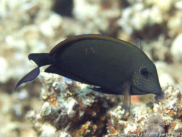 Acanthurus nigrofuscus - chirurgien brun-noir Acanthurus nigrofuscus - chirurgien brun-noir