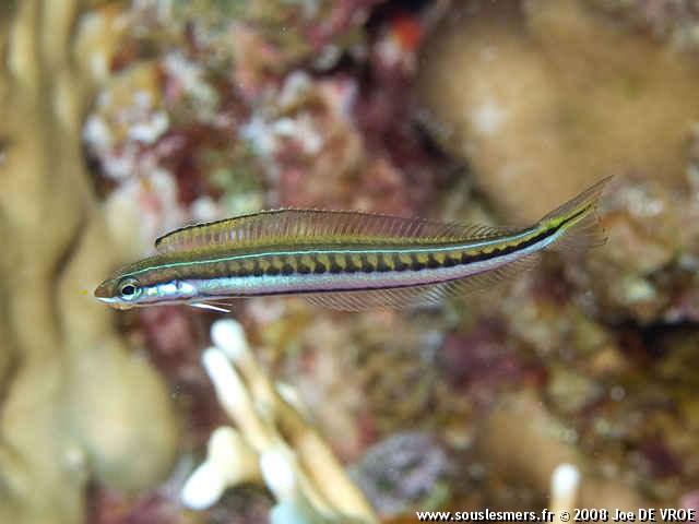 Plagiotremus tapeinosoma - blennie dents de sabre Plagiotremus tapeinosoma - blennie dents de sabre