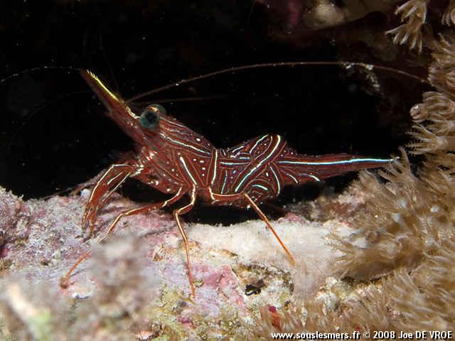 Rhynchocinetes durbanensis - crevette danseuse de Durban Rhynchocinetes durbanensis - crevette danseuse de Durban