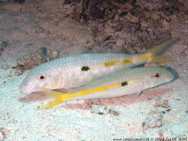 Mulloidichthys flavolineatus - rouget à bande jaune Mulloidichthys flavolineatus - rouget à bande jaune