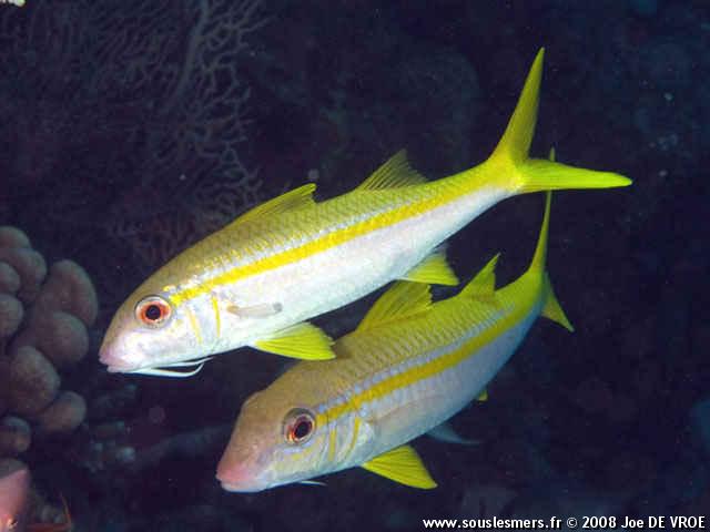 Mulloidichthys vanicolensis - rouget à nageoires jaunes Mulloidichthys vanicolensis - rouget à nageoires jaunes
