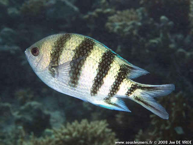 Abudefduf sexfasciatus - sergent-major à queue en ciseaux Abudefduf sexfasciatus - sergent-major à queue en ciseaux