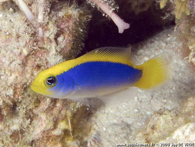Pseudochromis flavivertex - pseudochromis à dos jaune Pseudochromis flavivertex - pseudochromis à dos jaune