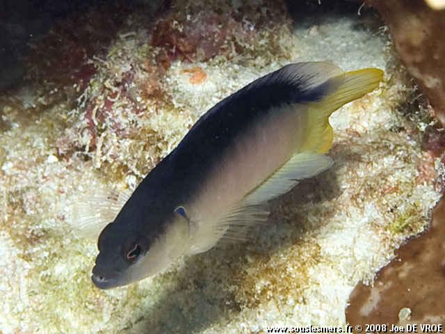 Pseudochromis pesi - pseudochromis pâle Pseudochromis pesi - pseudochromis pâle