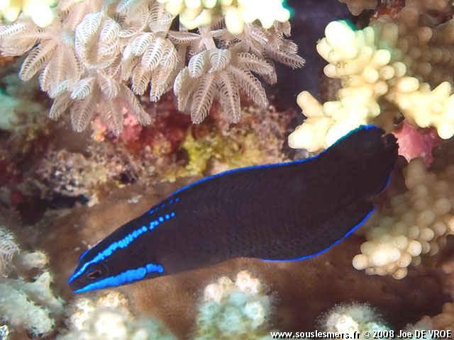 Pseudochromis springeri - pseudochromis à rayures bleues Pseudochromis springeri - pseudochromis à rayures bleues