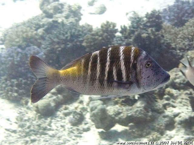 Lethrinus mahsena - bec de cane mahsena Lethrinus mahsena - bec de cane mahsena